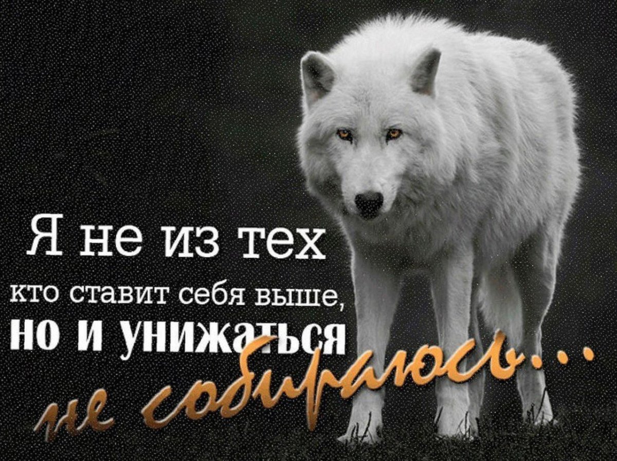 Волк одиночка