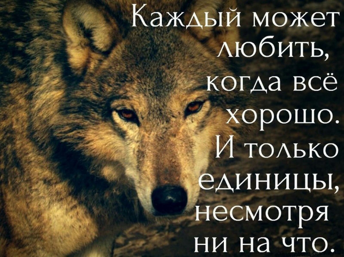 Одиночество волк