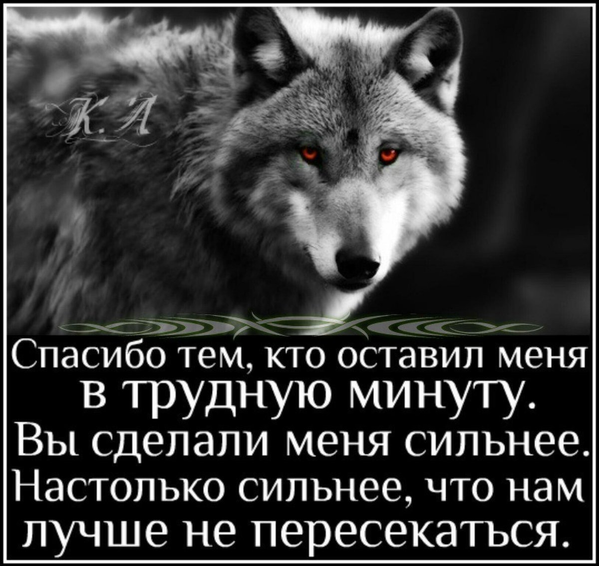 Красивые статусы про Волков