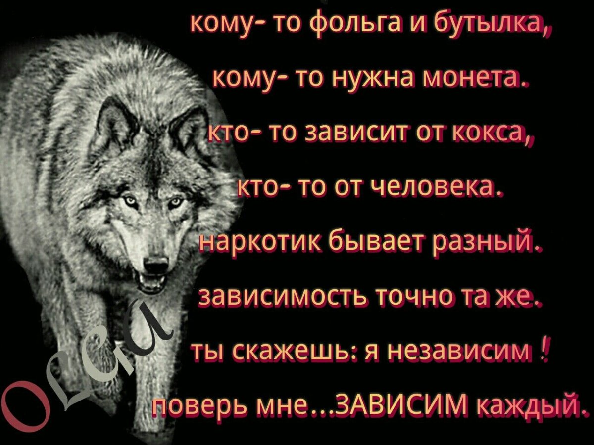 Одинокий волк цитаты