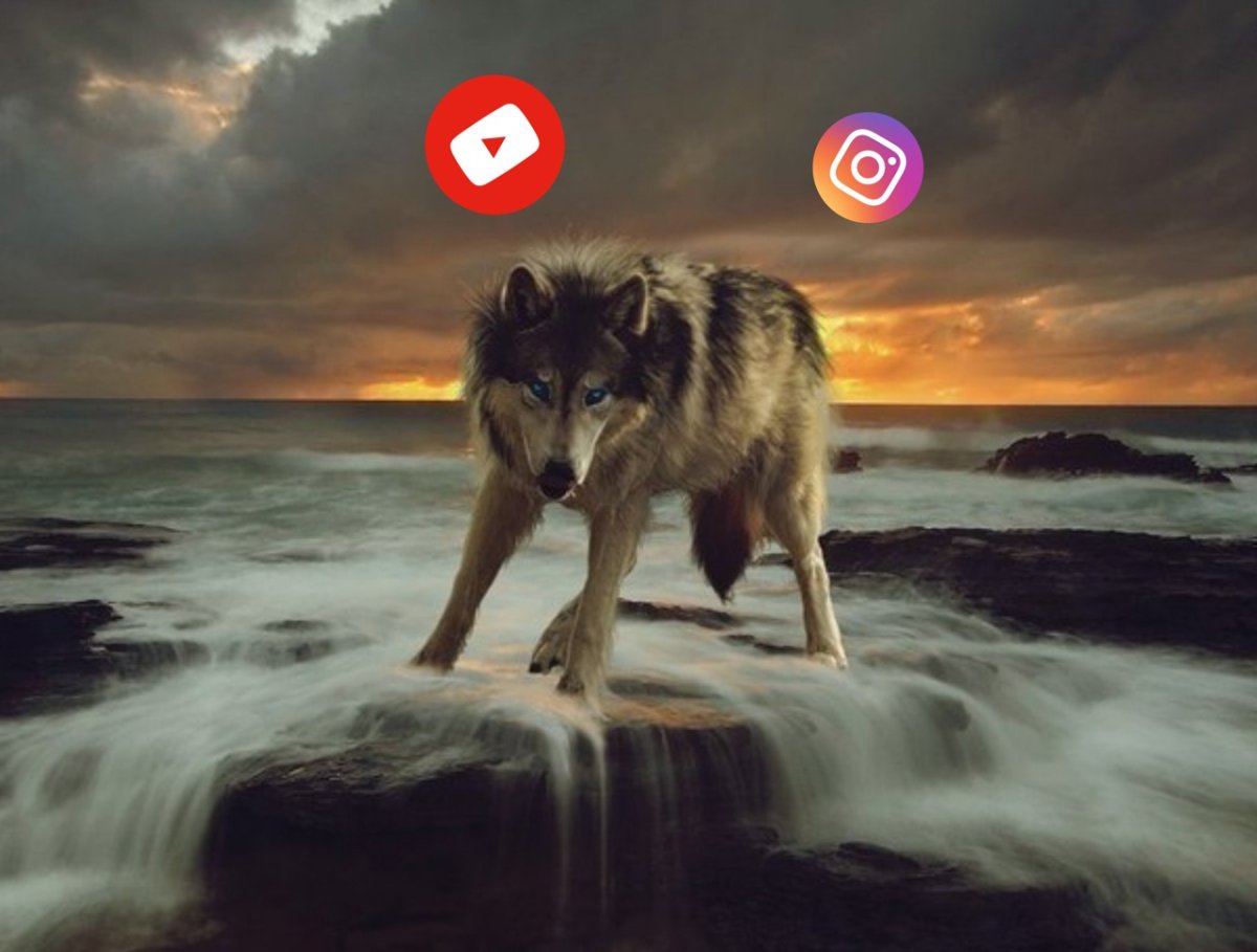 Высказывания про Волков