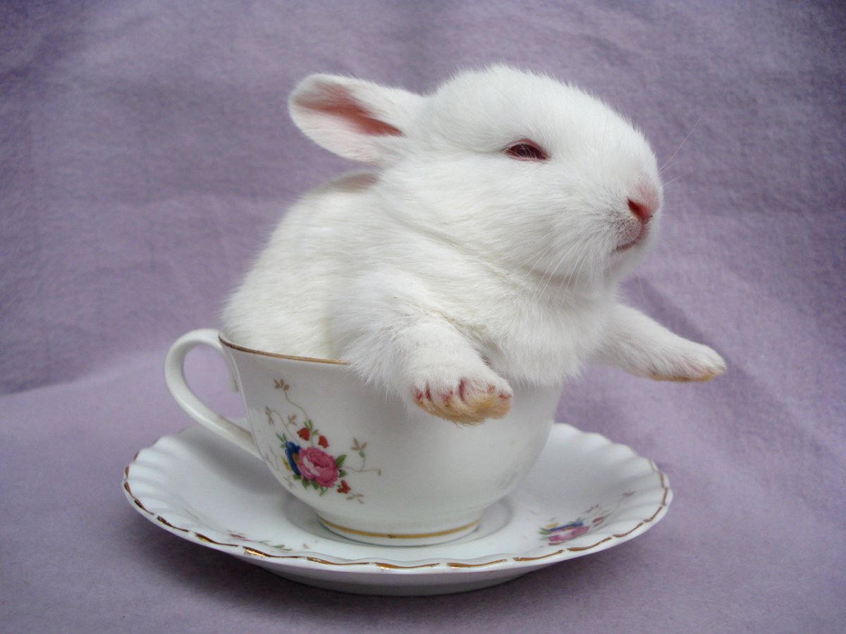 Милый зайчик в чашке