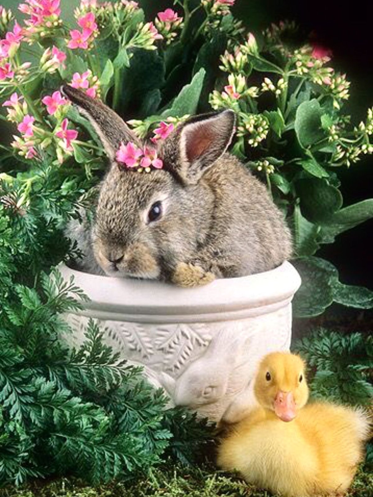 С добрым утром кролик