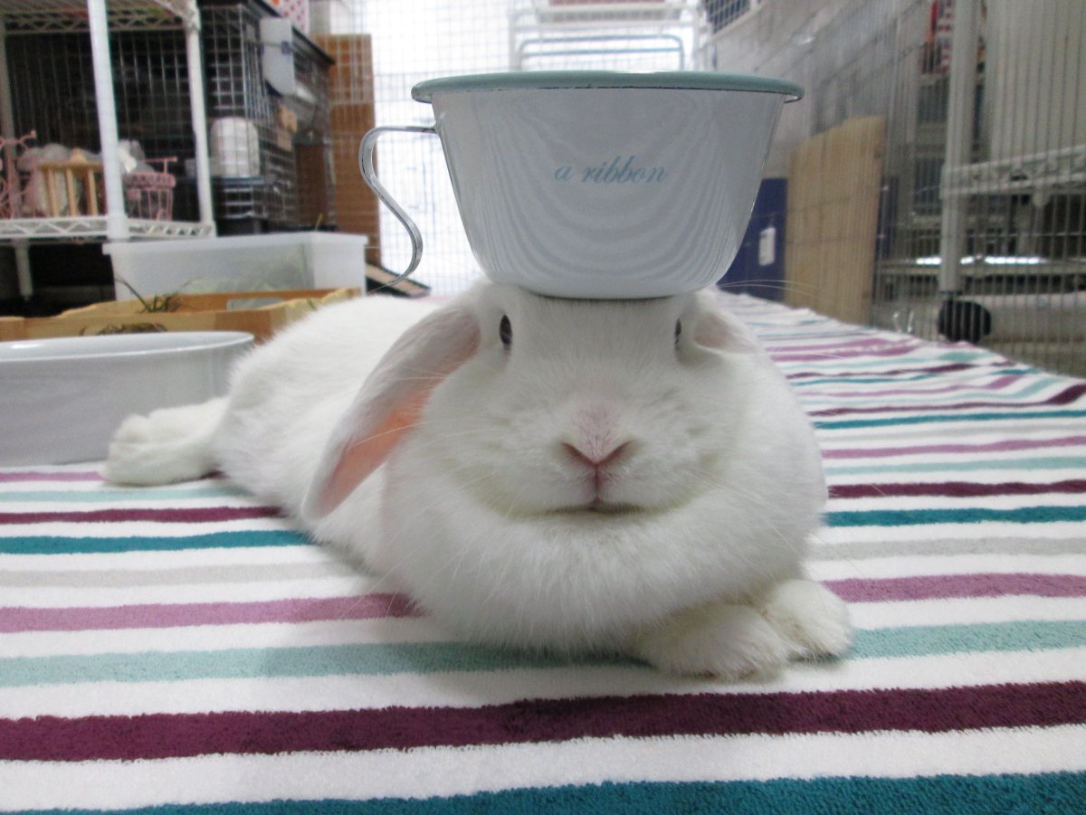 Доброе утро кролик