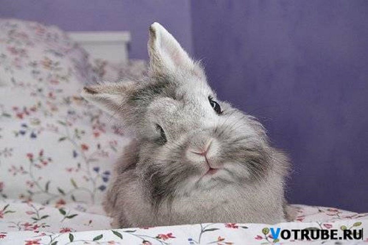 Зайчик проснулся