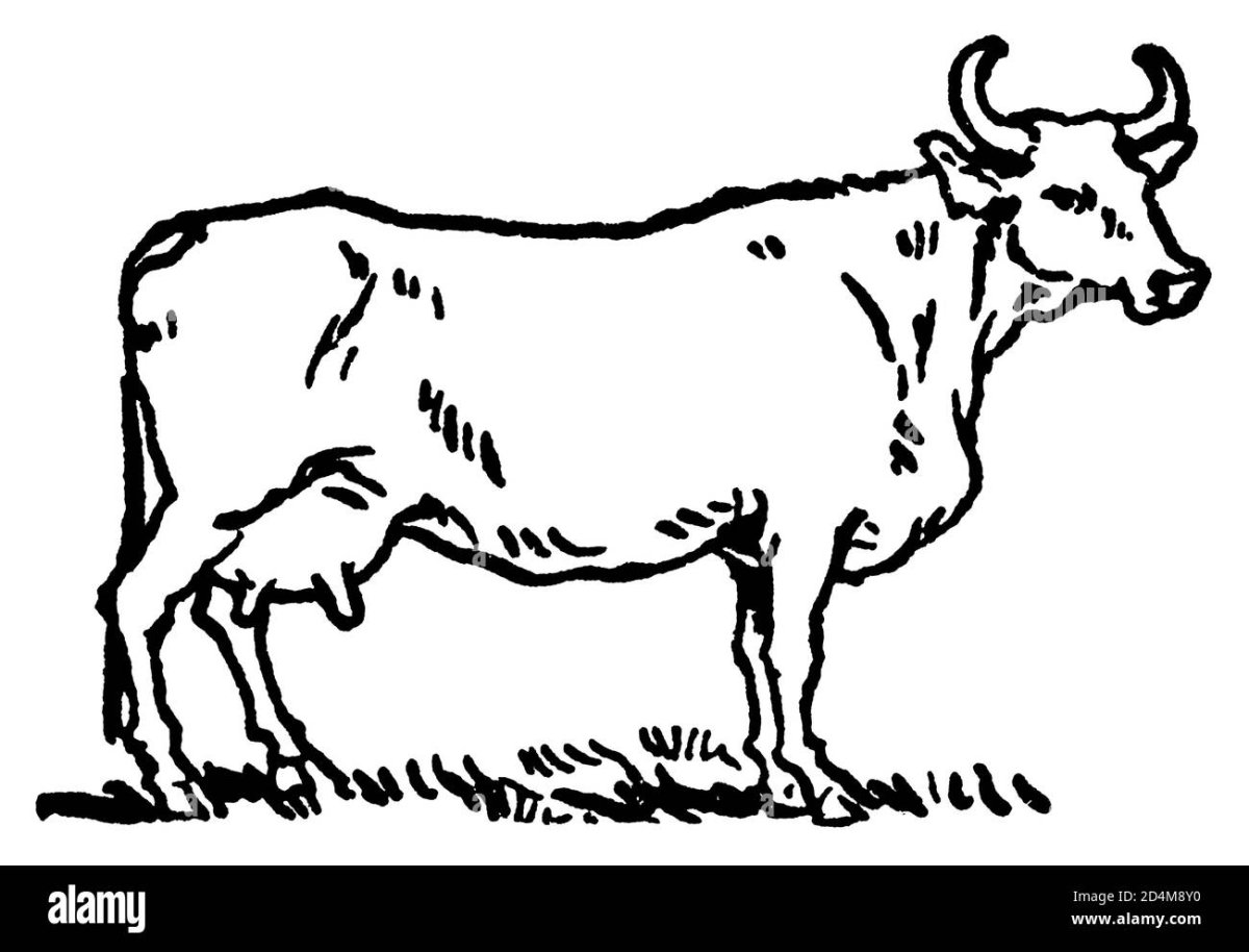 Cow для детей