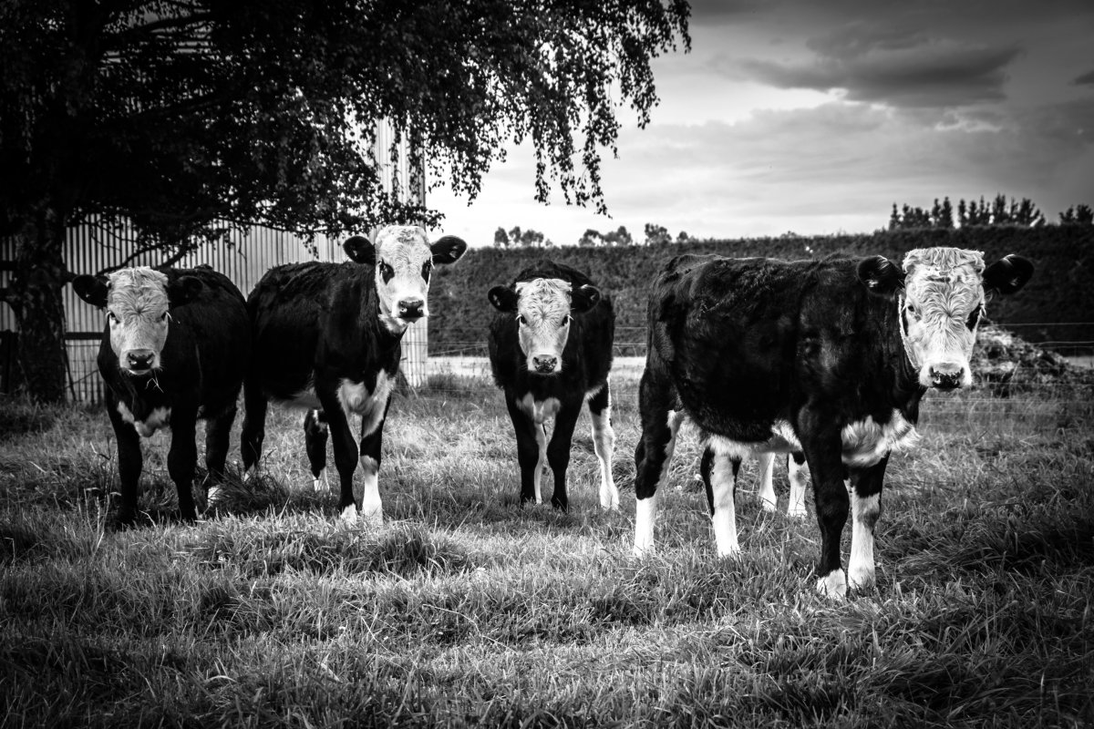 Красивая черно белая корова