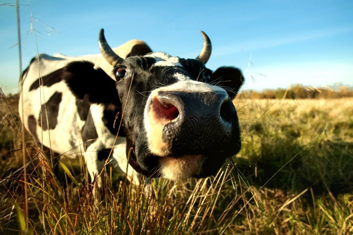 Корова силуэт черно белый