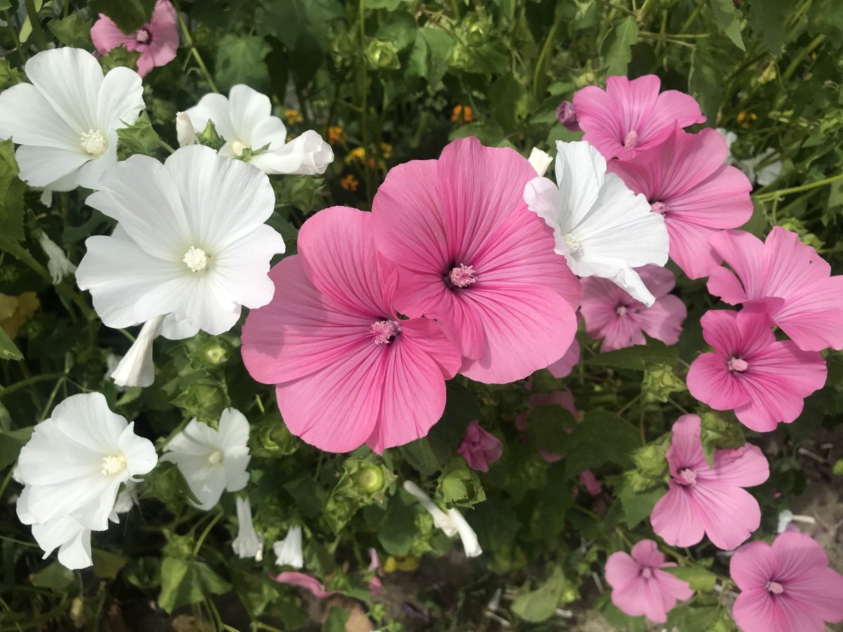 Семена лаватера Розамунда