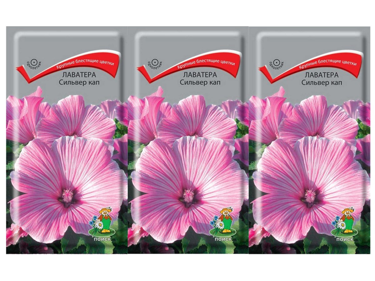 Семена лаватера Серебряна чаша