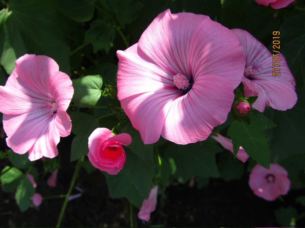 Лаватера тюрингенская многолетняя