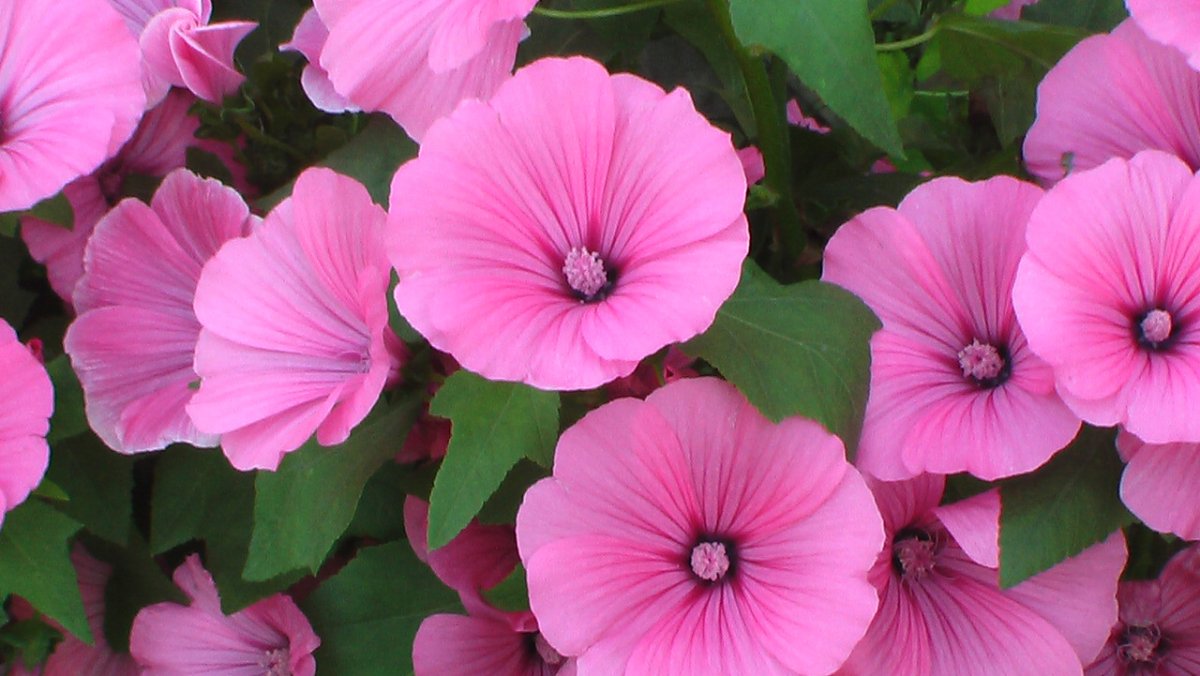 Мальва лаватера