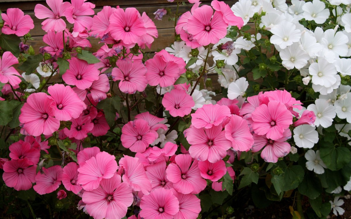 Лаватера Рубиновая