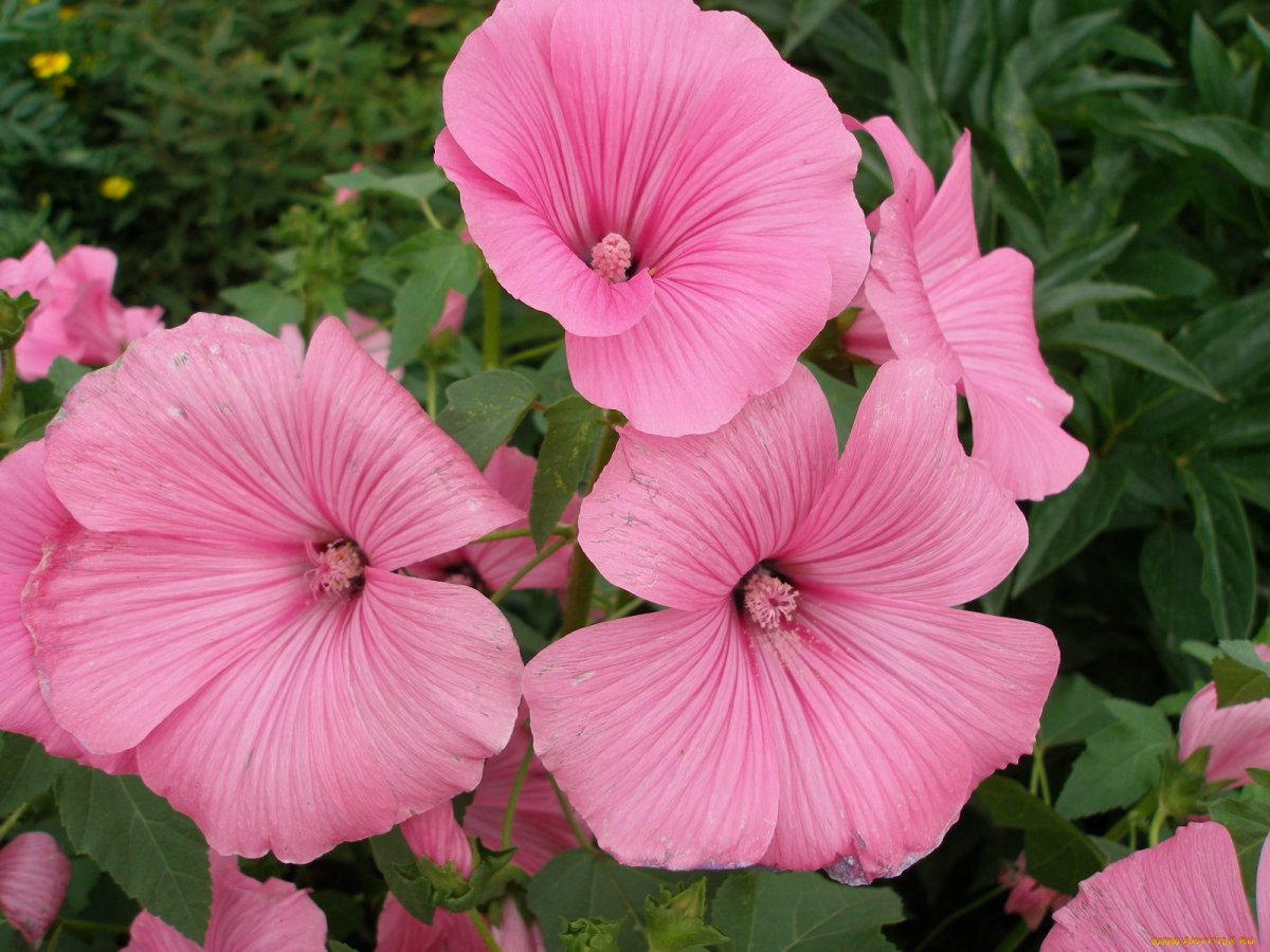 Лаватера Сильвер кап