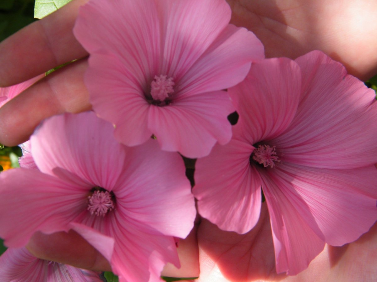 Мальва Мавритана