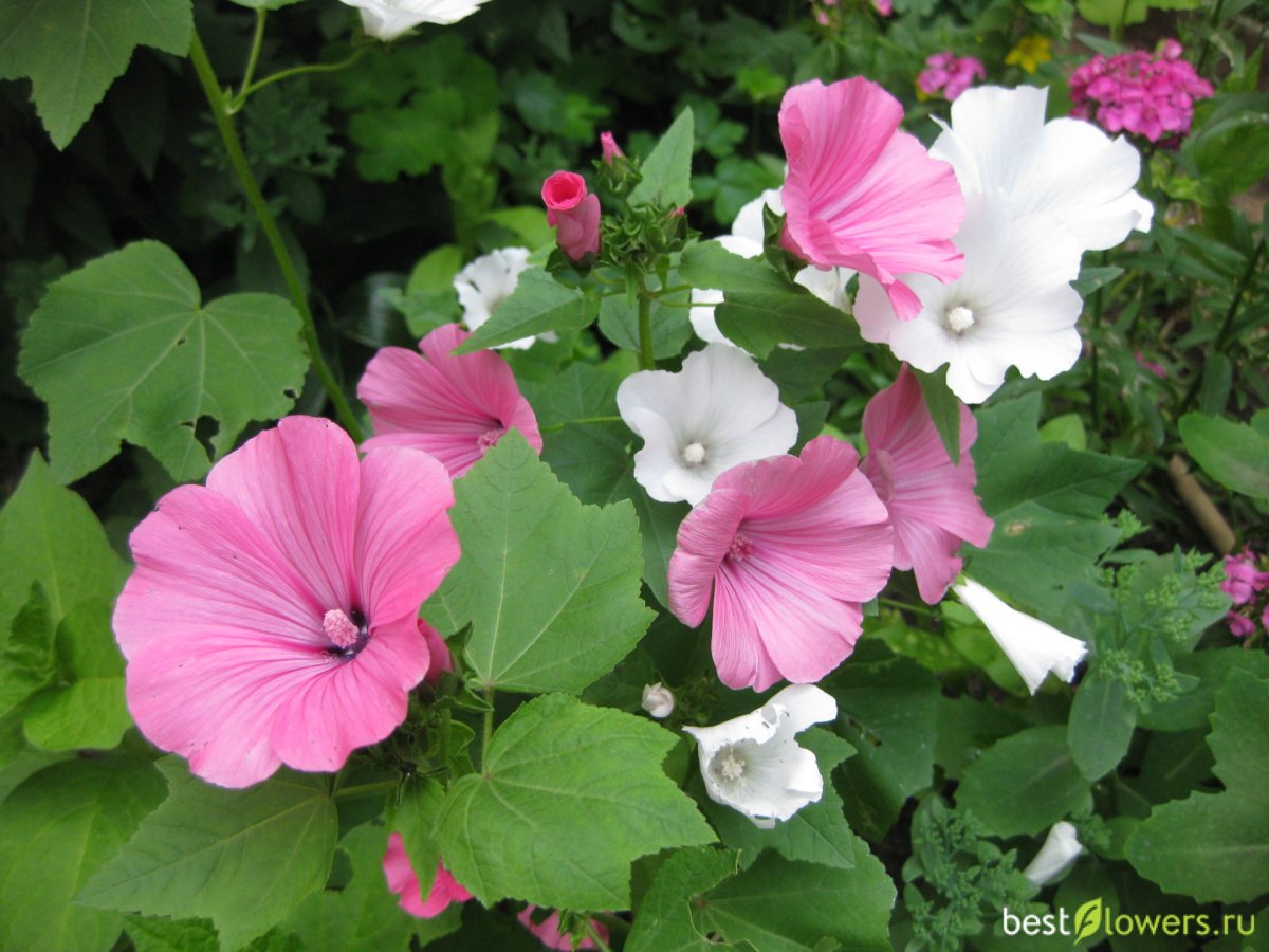 Лаватера хатьма