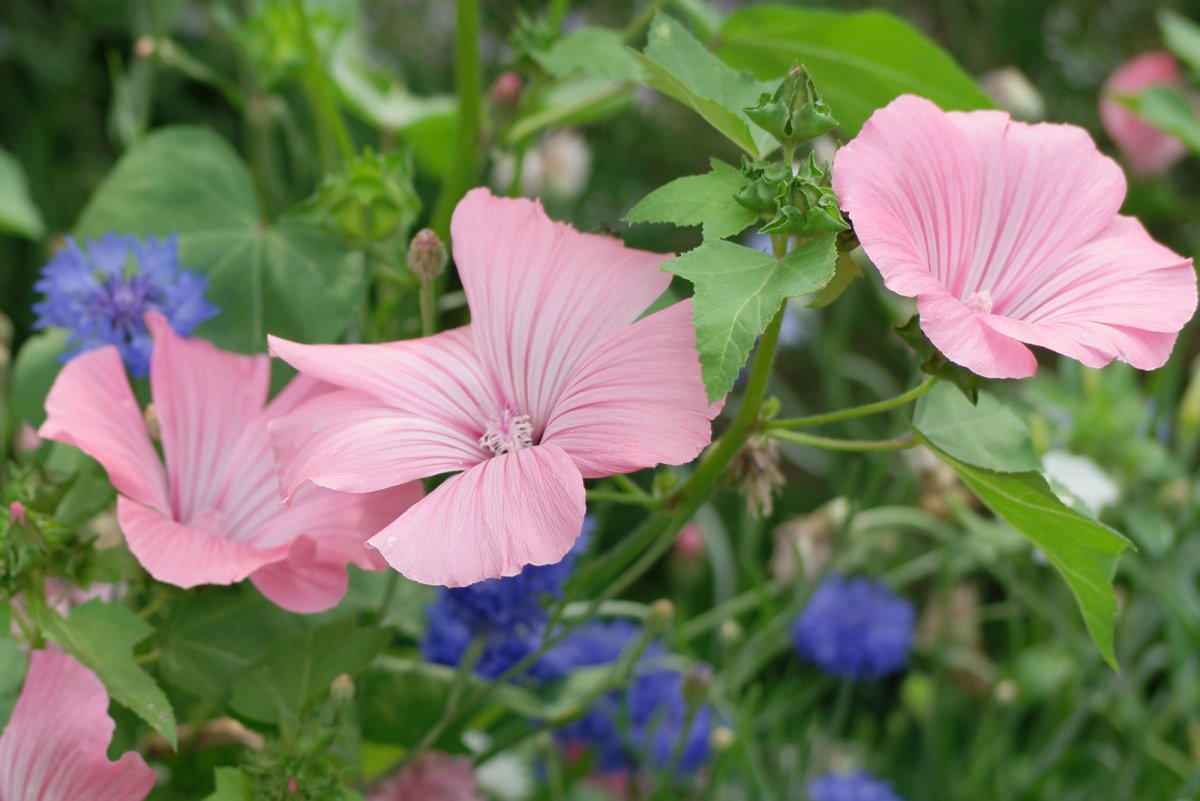 Лаватера Монблан