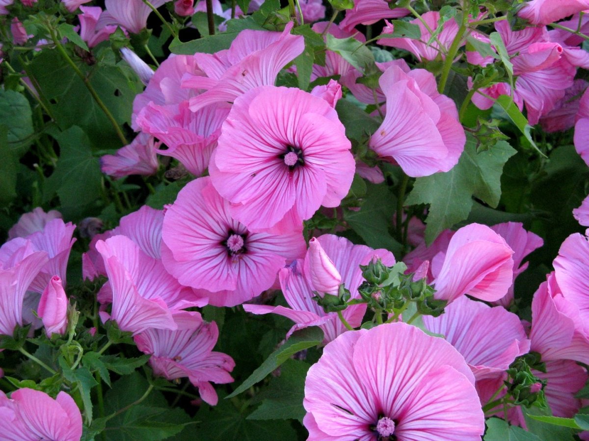 Лаватера трехмесячная