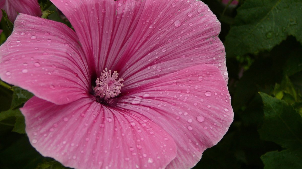 Лаватера Сильвер кап