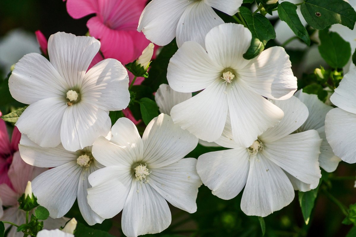 Лаватера Рубиновая