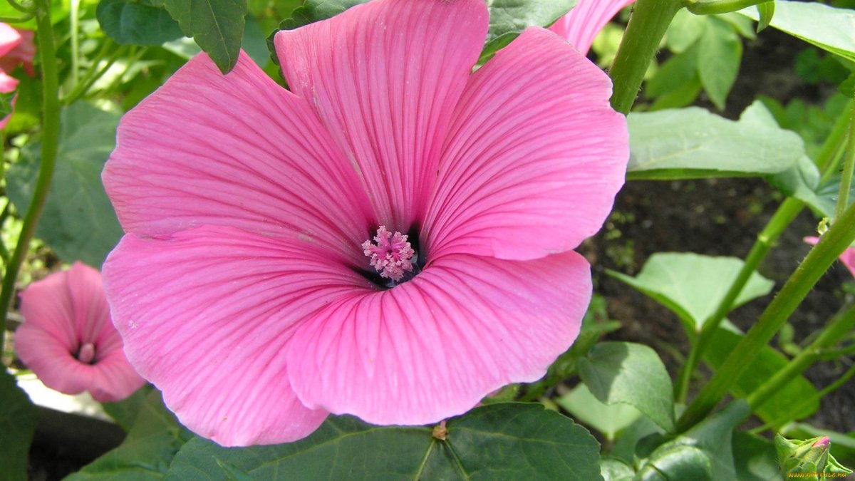 Лаватера новелла