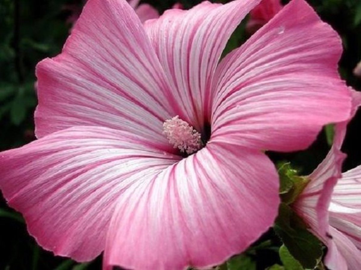 Лаватера чаровница