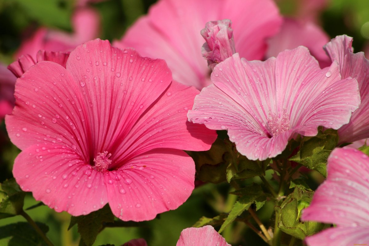 Лаватера новелла