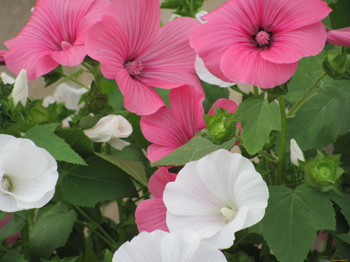 Лаватера на клумбе