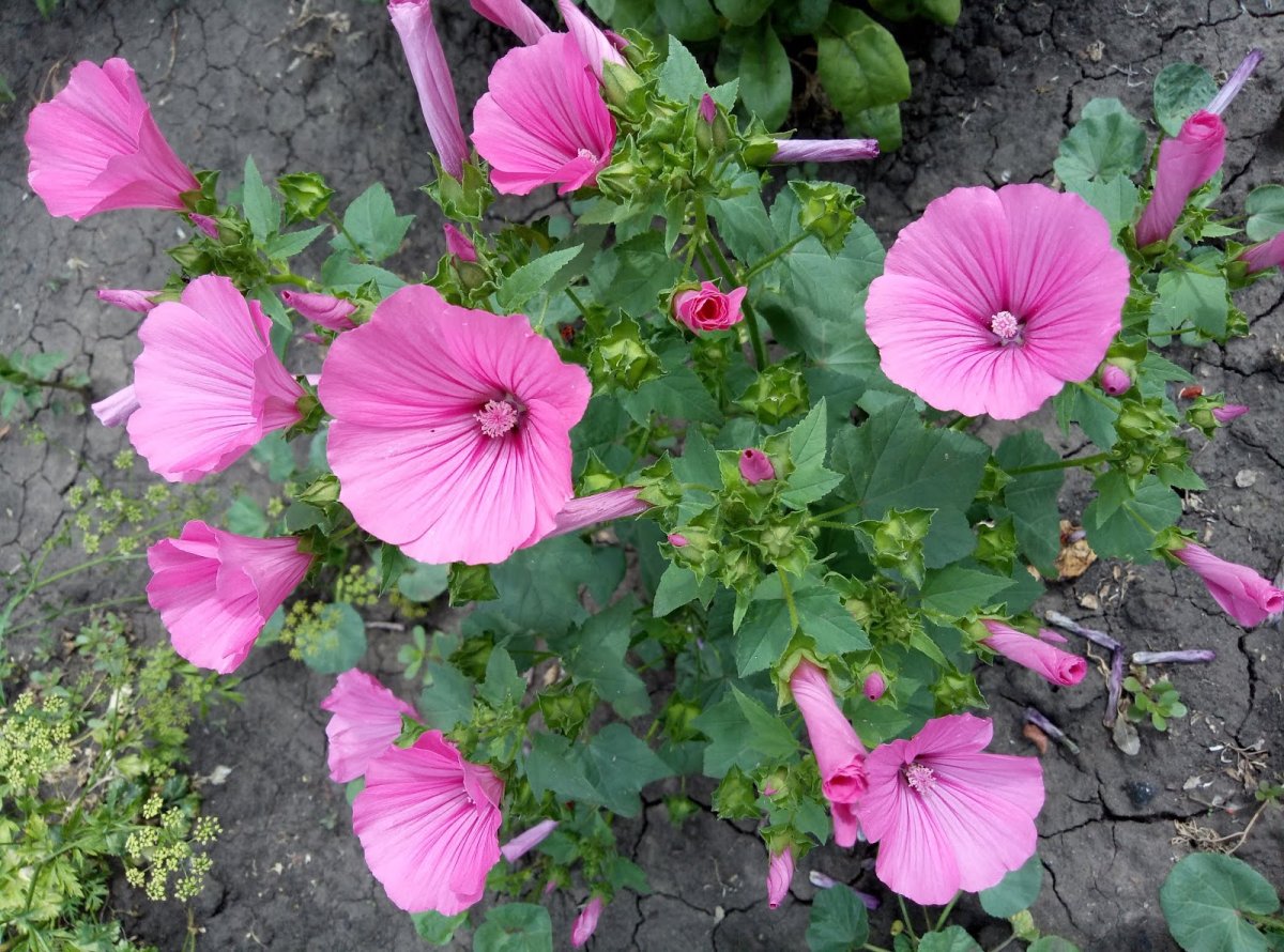 Лаватера тюрингенская многолетняя