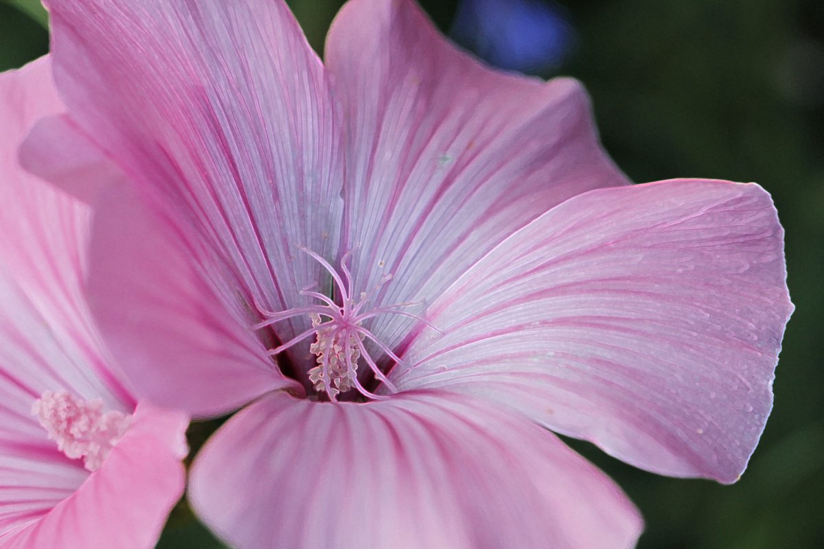 Мальва низкорослая