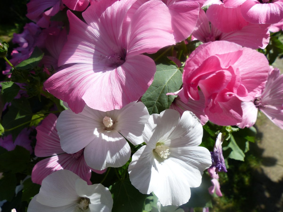 Лаватера Монблан белая