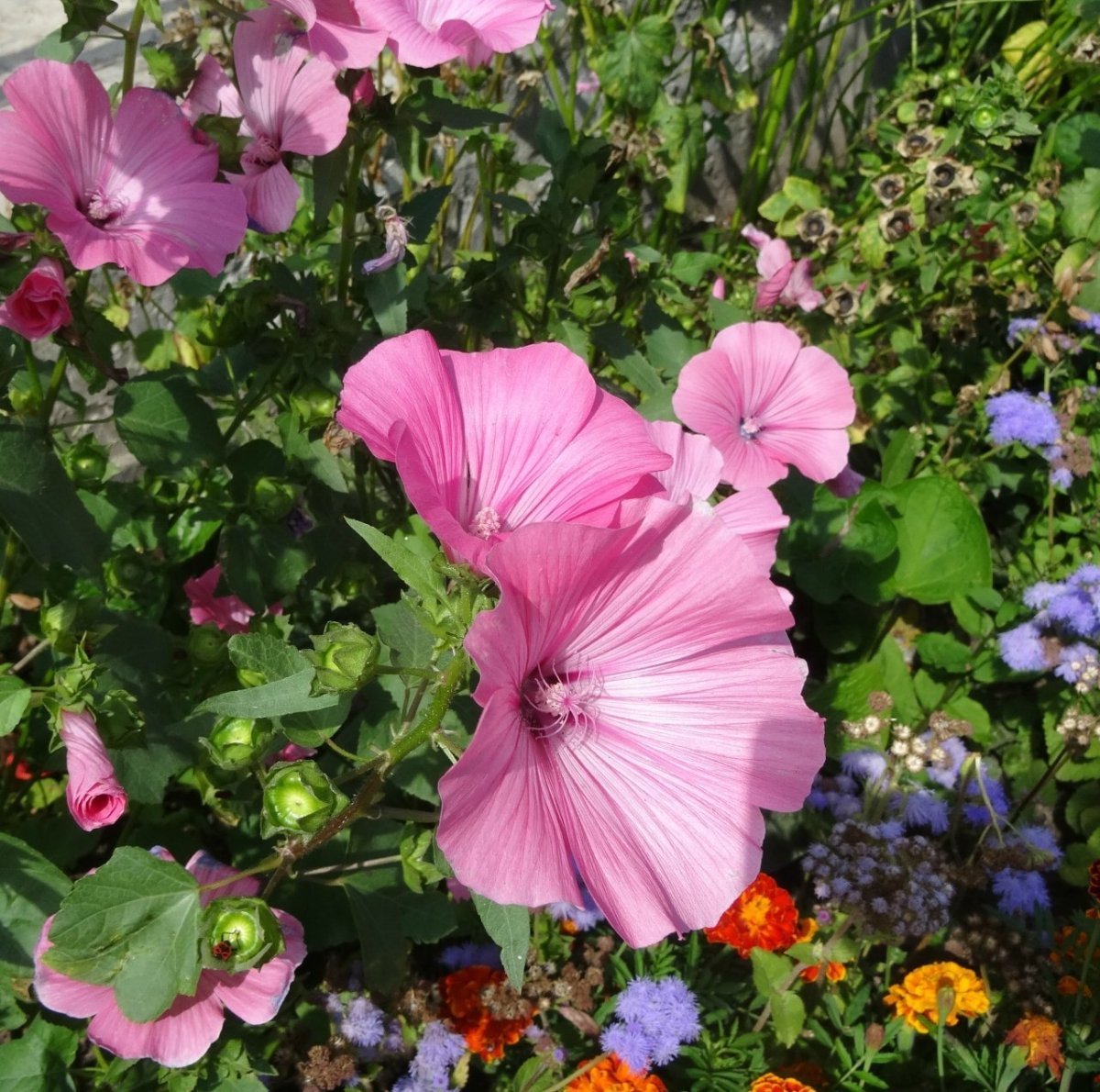 Лаватера Сильвер кап