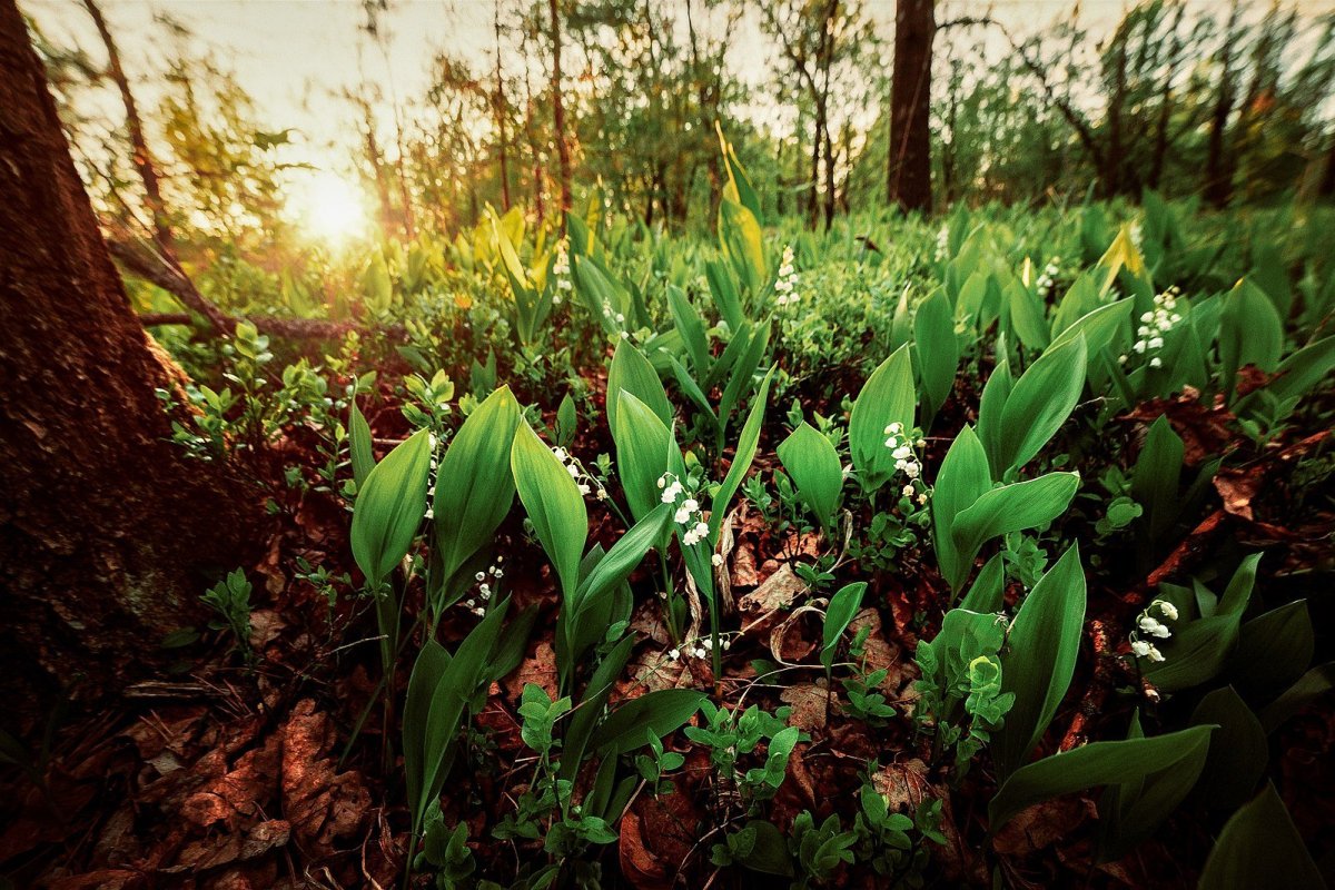 Майский лес Поляна с ландышами
