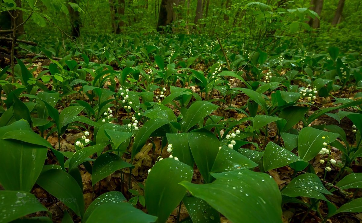 Ландыш Лесной