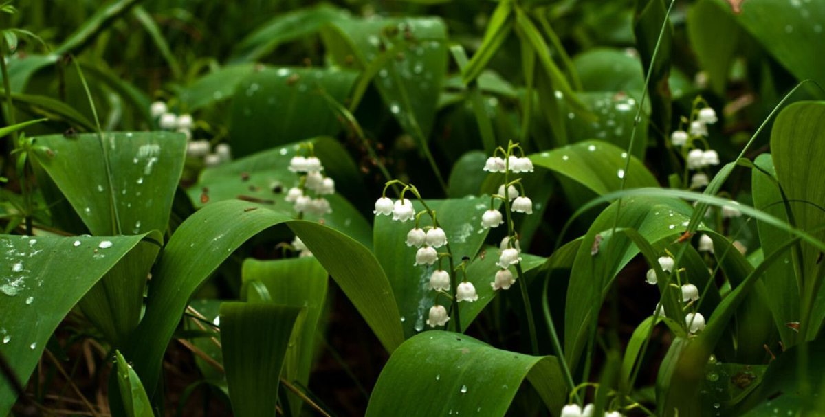 Ландыш Майский Лесной
