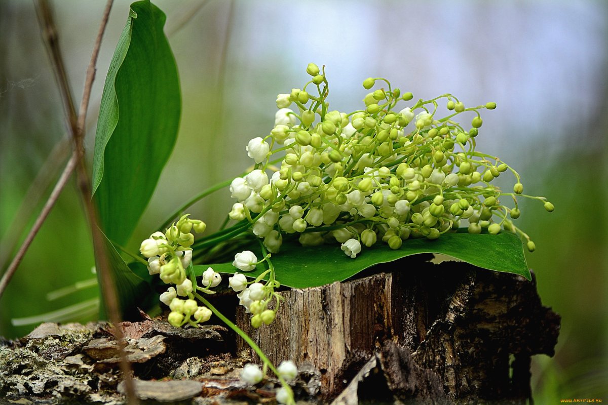 Ландыш Лесной