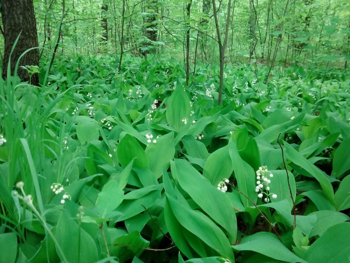 Ландыши в лесу
