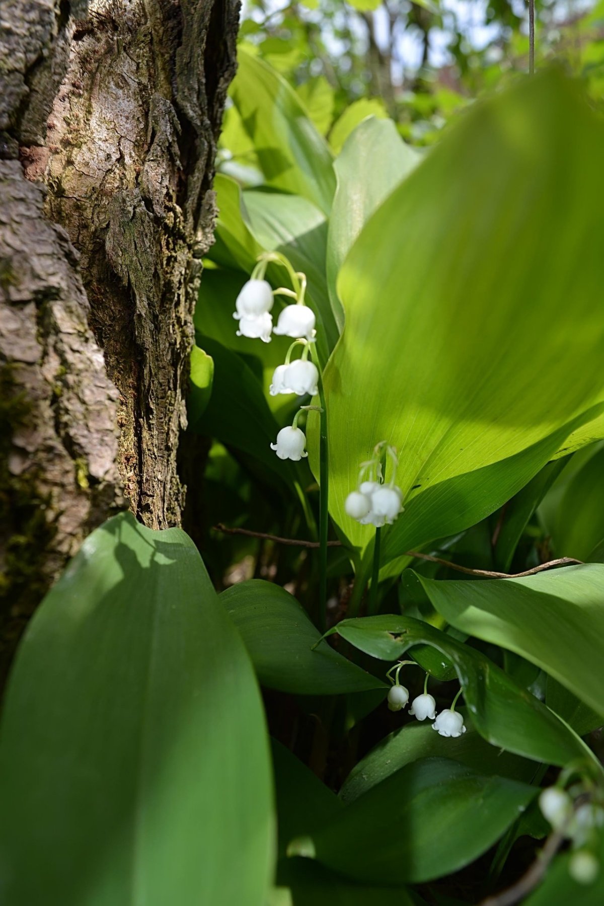 Ландыш Лесной