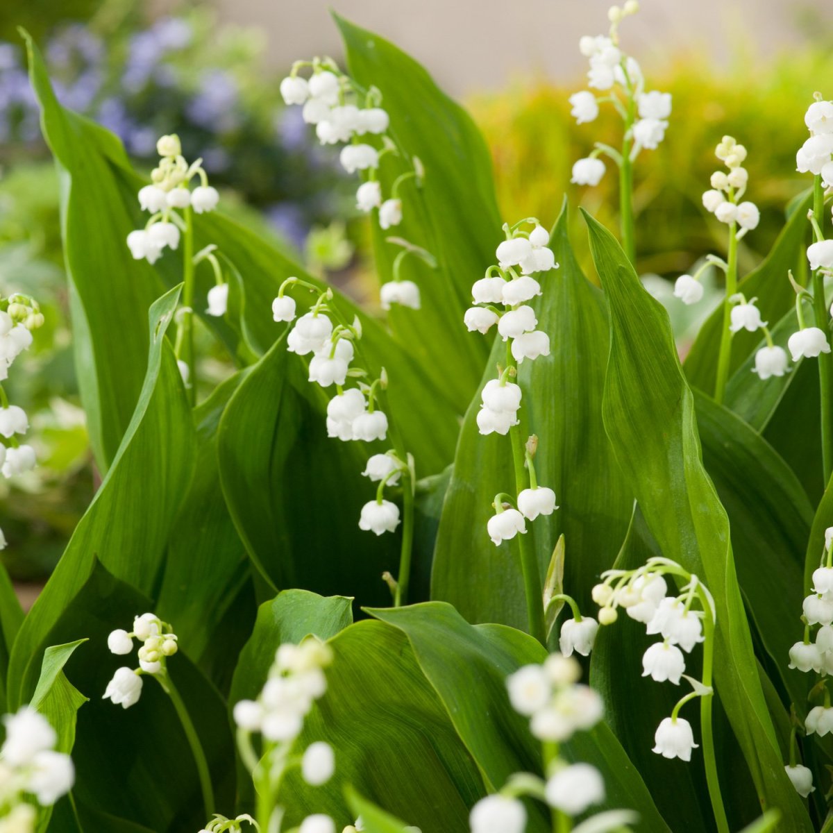 Цветы Ландыши