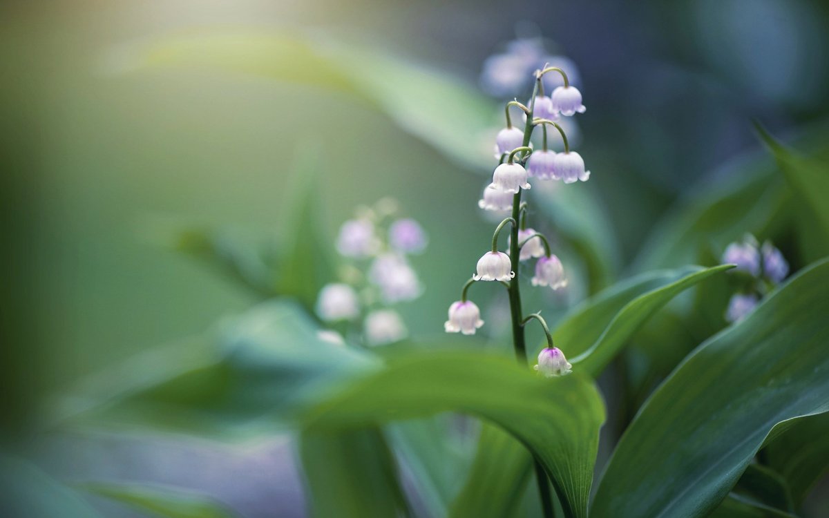 Сиреневые Ландыши