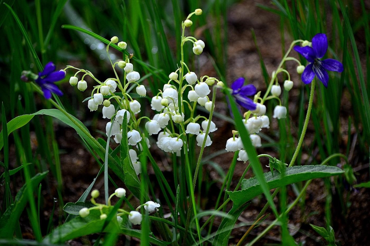 Ландыши "первоцветы"