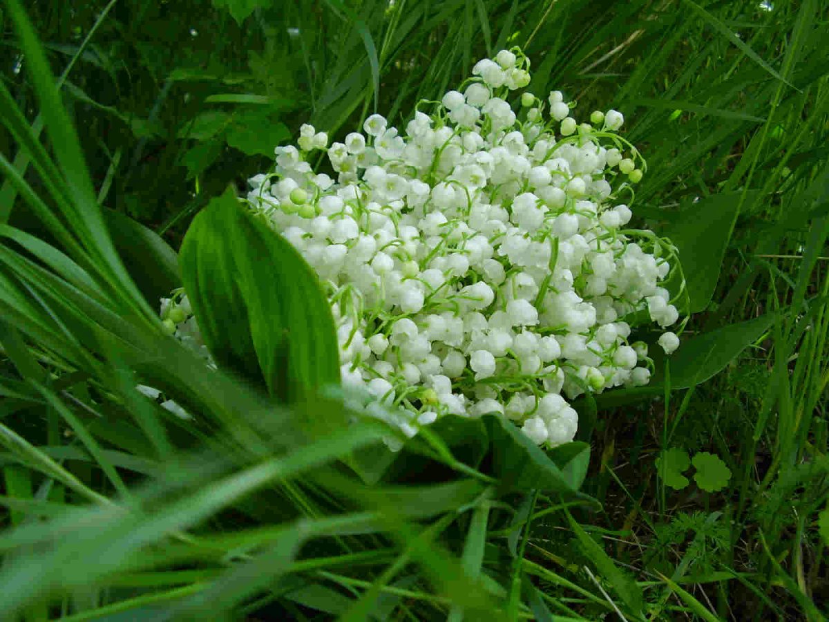 Полянка ландышей