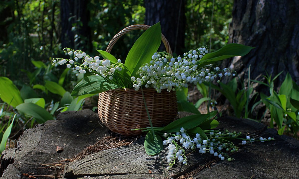 Майские цветы в лесу