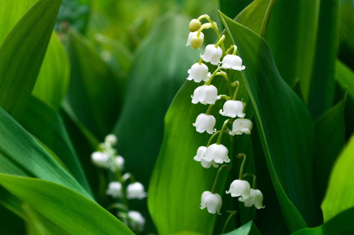 Ландыш горный Convallaria Montana