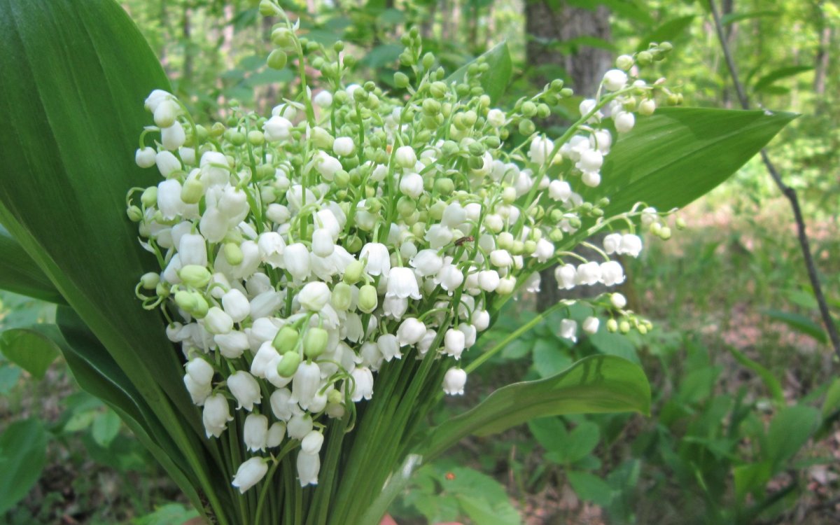 Карпатский Ландыш