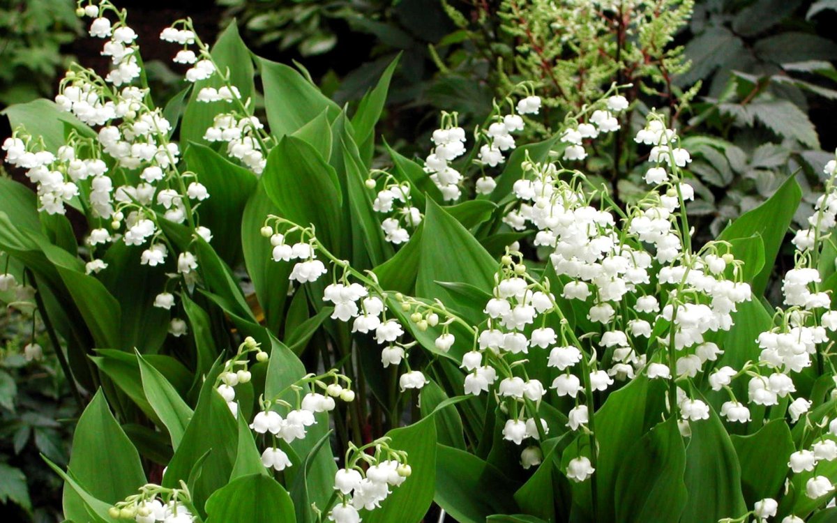 Ландыш кавказский