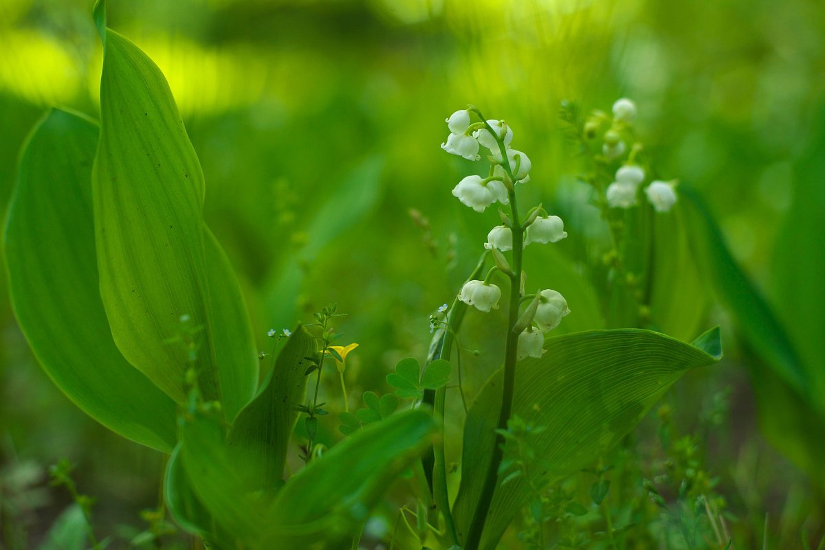 Ландыш на Дальнем востоке