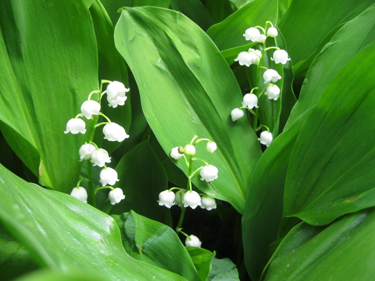 Ландыш Кейске