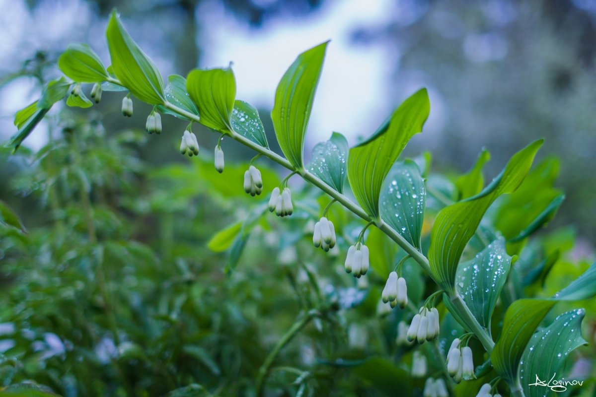Ландыши в лесу