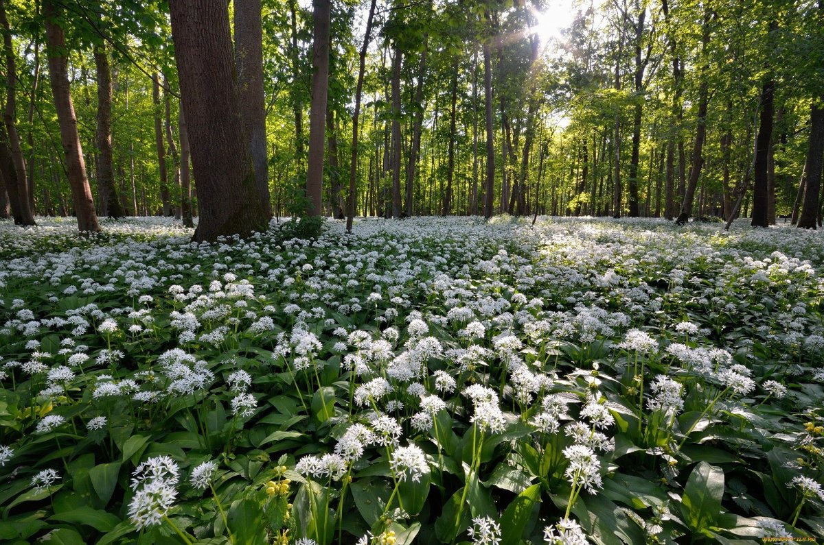 Белые Лесные цветы